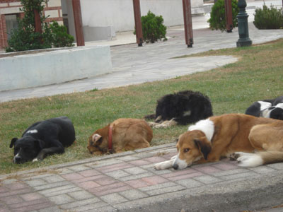 Στο δρόμο όλο και περισσότερα ζώα ράτσας λόγω της κρίσης